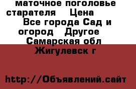 маточное поголовье старателя  › Цена ­ 3 700 - Все города Сад и огород » Другое   . Самарская обл.,Жигулевск г.